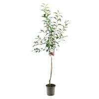 Malus domestica elstar halfstam najaarsappel fruitboom Fruithof - Fruithof - thumbnail