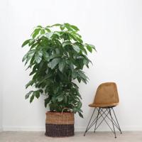 Schefflera Amate - Vingersboom - P30 - thumbnail