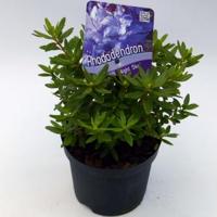 Dwerg rododendron (Rhododendron "Night Sky") heester - 12-20 cm - 8 stuks - thumbnail
