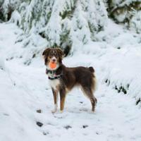 Chuckit! Fetch Ball M (2-pack) - thumbnail