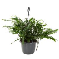 Microsorum Diversifolium (Kangaroevaren) - P 18 cm - thumbnail