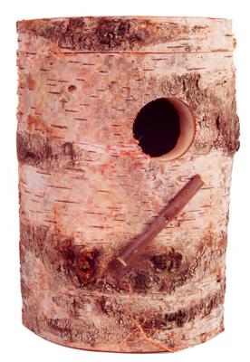 Broedblok berken voor valkparkieten