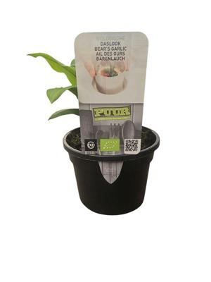 Puur Biologische Daslook