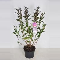 Dwergsering (syringa patula "Miss Kim") - 70-90 cm - 1 stuks - thumbnail