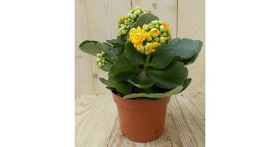 2 stuks! Kalanchoe Oranje/Geel Warentuin Natuurlijk - Warentuin natuurlijk