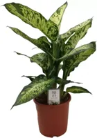 Dieffenbachia compacta (Dief van Bagdad) 55cm - thumbnail