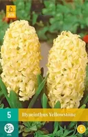 Hyacint Yellowstone bloembollen 5 bollen Hyacint JUB - Jub - thumbnail