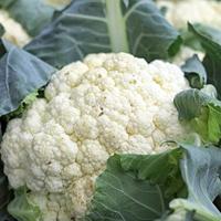 Bloemkool zaden - Alpha 6 - Fortados - thumbnail