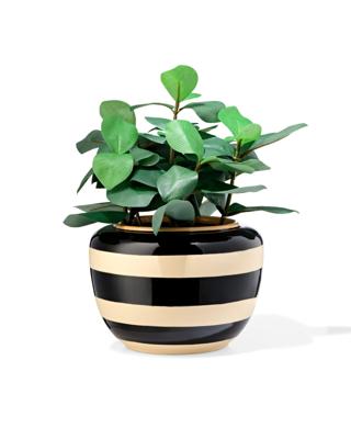HEMA Bloempot 20x13x13.5cm keramiek zwart-wit (zwart/wit)