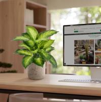 Dieffenbachia Kunstplant 33cm - thumbnail