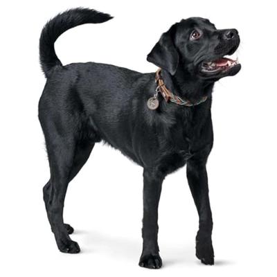 HUNTER Hondenhalsband Solid Education Cord, bruin-turkoois, Maat: 60 HUNTER Hondenhalsband Solid Education Cord, bruin-turkoois, Maat: 60