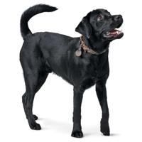 HUNTER Hondenhalsband Solid Education Cord, bruin-turkoois, Maat: 60 - thumbnail