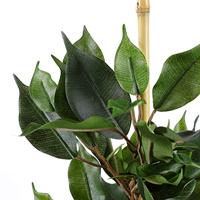 Mica Decorations Ficus Exotica Kunstplant in Bloempot 60 cm - thumbnail