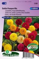 Dahlia Variabilis zaden Pompon mix - thumbnail