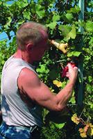 Felco 310 310 Oogstschaar 185 mm Bypass - thumbnail