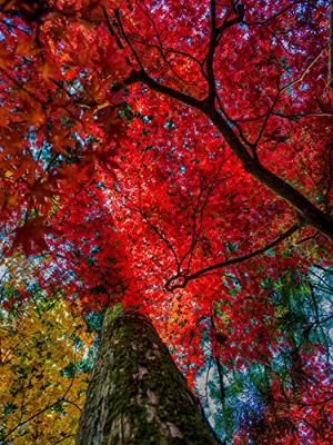 Ilford Galerie Satin Photo 260g 111,8 cm x 30,5 m