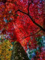 Ilford Galerie Satin Photo 260g 111,8 cm x 30,5 m - thumbnail