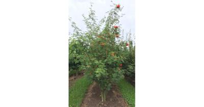 Sorbus Aucuparia - meerstammig