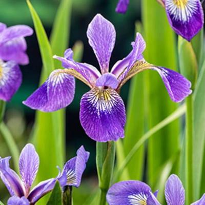 Amerikaanse iris (Iris versicolor) moerasplant (6-stuks) Amerikaanse iris (Iris versicolor) moerasplant (6-stuks)