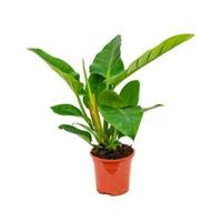 Philodendron imperial green XS kamerplant - thumbnail