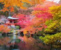 Japanse esdoorn (Acer palmatum "Trompenburg") heester - thumbnail