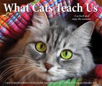 What Cats Teach Us Scheurkalender 2026 Boxed - thumbnail