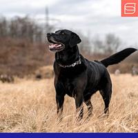 Hondenhalsband Hs Sprenger Halflang (60 cm) - thumbnail