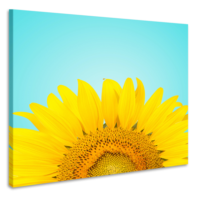 Schilderij - Zonnebloem , premium print, 3 maten