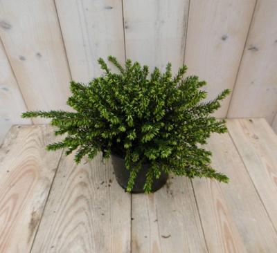 2 stuks! Winterheide wit Erica GROOT Warentuin Natuurlijk - Warentuin natuurlijk