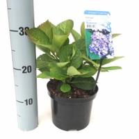 Hydrangea Macrophylla "Bodensee" boerenhortensia - thumbnail
