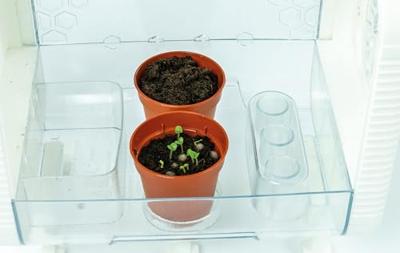 Clementoni Wetenschap Plantenkas met Temperatuur Meter Clementoni Wetenschap Plantenkas met Temperatuur Meter