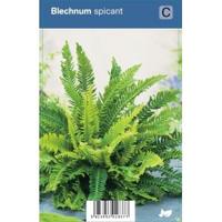 Dubbelloof (blechnum spicant) schaduwplant - 12 stuks - thumbnail