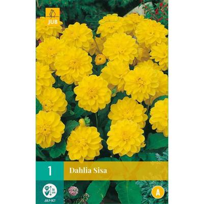 Dahlia Sisa 1 st Jub Dahlia JUB - Jub