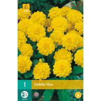 Dahlia Sisa 1 st Jub Dahlia JUB - Jub - thumbnail