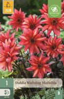 Dahlia waltzing mathilda bloembol 1 stuk Dahlia JUB - Jub - thumbnail