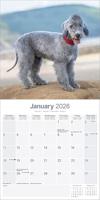 Bedlington Terrier Kalender 2026 - thumbnail