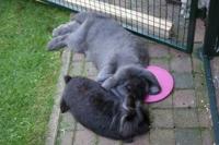 SCRATCH & NEWTON ICE POD KOELSCHIJF - thumbnail
