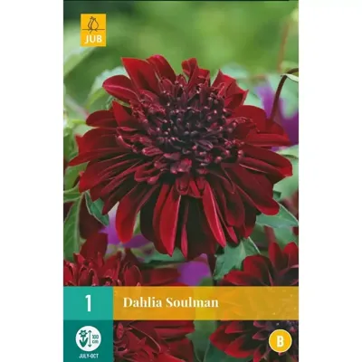 Dahlia Soulman Bloembol JUB 1 bol - Jub
