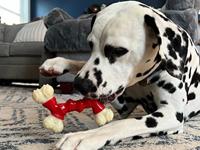 Nylabone extreme chew voor harde bijters baconsmaak - thumbnail