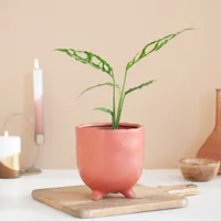 Monstera Obliqua - P12 - thumbnail