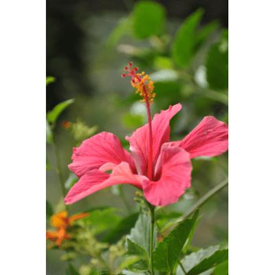 Sonnentor Hibiscus thee los bio 80 Gram