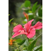Sonnentor Hibiscus thee los bio 80 Gram - thumbnail