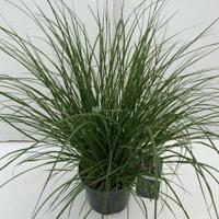Lampenpoetsersgras (Pennisetum alopecuroides "Hameln") siergras - In 3 liter pot - 1 stuks - thumbnail