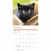 Zwarte Kittens Kalender 2026 - thumbnail