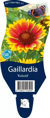 Gaillardia Kobold vaste plant Griffioen - Griffioen