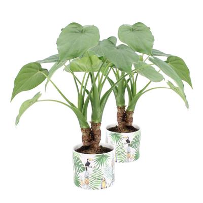 Alocasia cucullata op stam in Jungle pot set van 2 stuks