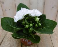 Gloxinia wit kamerplant Warentuin Natuurlijk - Warentuin natuurlijk - thumbnail