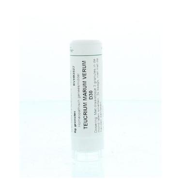 Teucrium marum verum D30