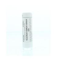 Teucrium marum verum D30 - thumbnail