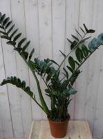 Zamioculcas 80 cm kamerplant Warentuin Natuurlijk - Warentuin natuurlijk - thumbnail